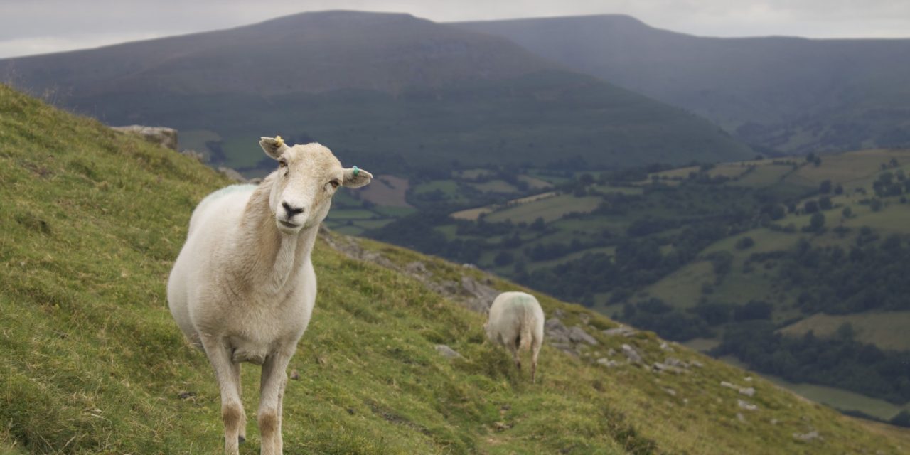 Nato Walesissa: susia vai lampaita?