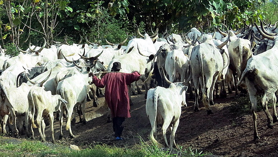 Kiista vapaista lehmistä repii Nigeriaa